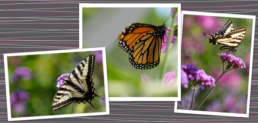 Elkton Butterfly Pavillion ©Kim Larsen Photography